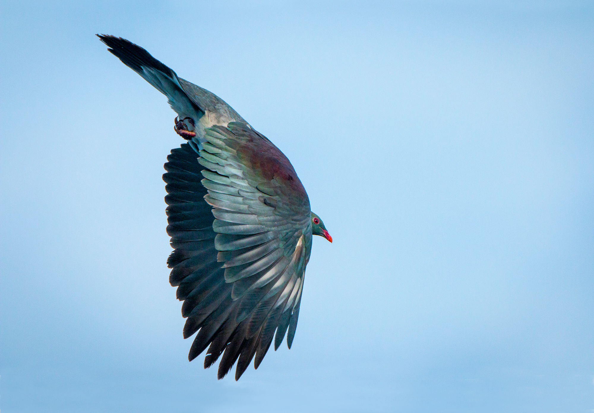 Kereru Dive